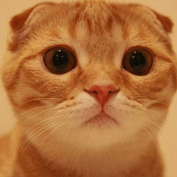 老王加速器最新版